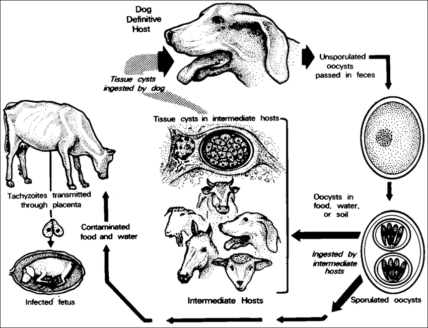 Figura-1-Ciclo-de-vida-de-Neospora-caninum-Tomado-de-Dubey-2003