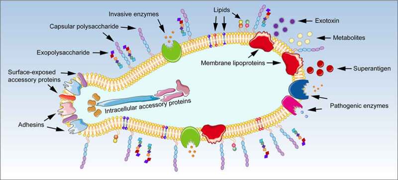 支原体中毒力因子的示意图