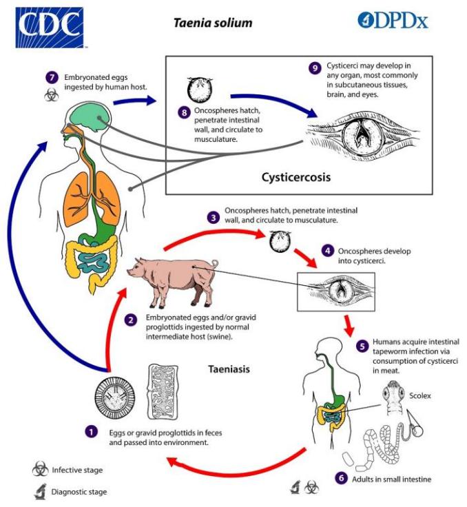 Cysticercosis_LifeCycle_19