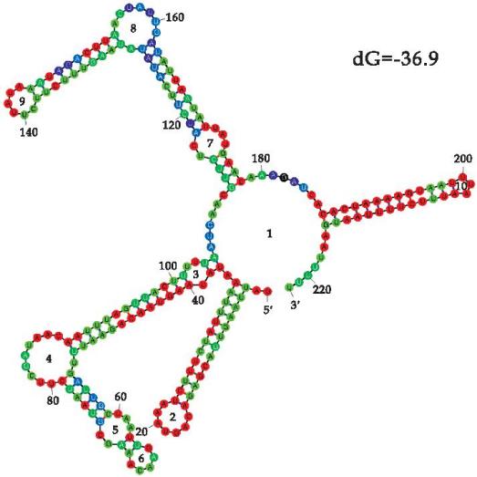 溶藻弧菌SRNA0087二级结构预测图