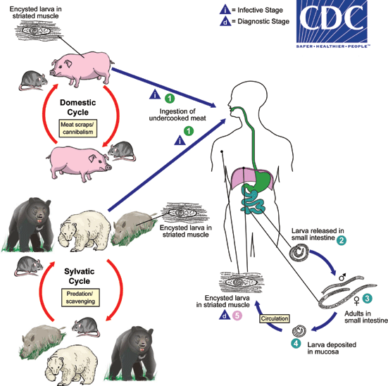 Trichinella_LifeCycle